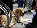 ledar-hund