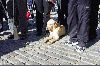 En ljus labrador ligger på kullerstenarna omgiven av flera fötter och tillhörande ben. (Klicka på bilden för att se en större bild)
